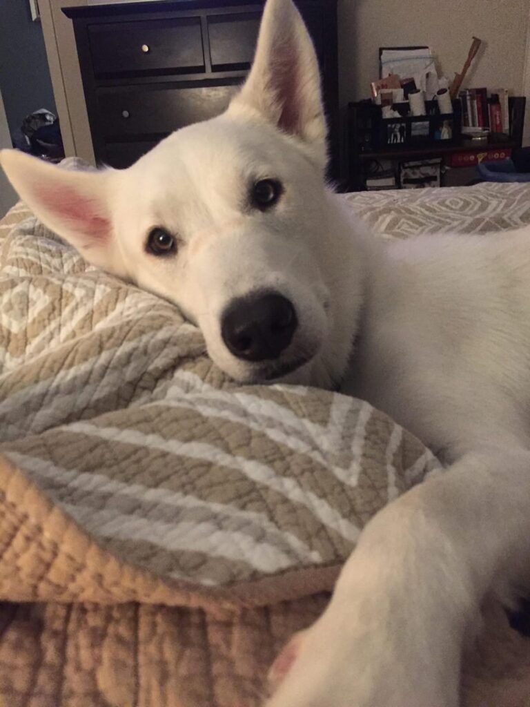 white dog resting chin on a quilted pillow on a bed, looking directly at the camera