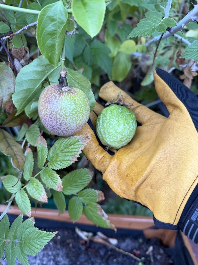 Gloved hand holding two small round fruits on a vine, one brownish-speckled and one green, surrounded by garden leaves