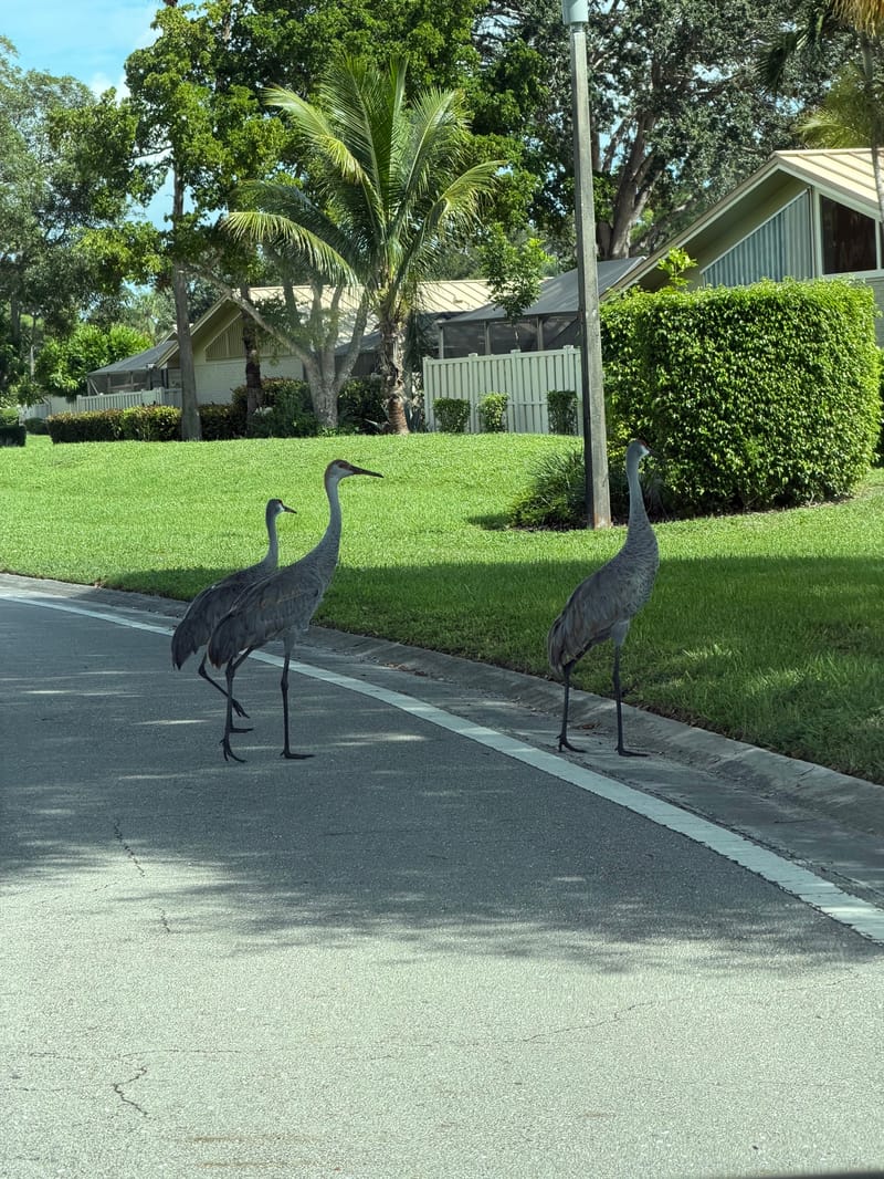 Three sandhill cranes, a pair with a juvenile, crossing a street in Palm Beach Gardens