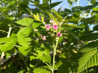 What’s Growing in My Backyard Right Now