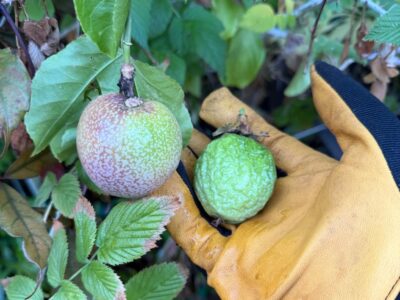 My Backyard Garden Update