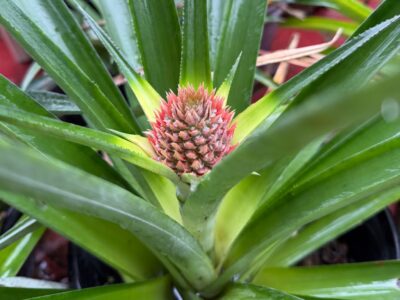 Garden Update: Frost, Flowers, and Resilience